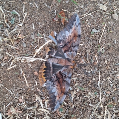 Chelepteryx collesi (White-stemmed Gum Moth) at Hackett, ACT - 8 May 2024 by JenniM