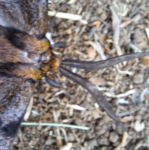 Chelepteryx collesi at Hackett, ACT - 8 May 2024