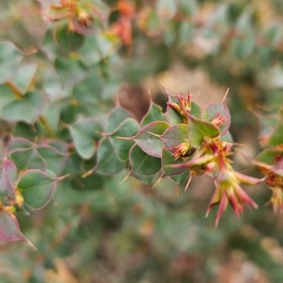 Pultenaea spinosa (Spiny Bush-pea, Grey Bush-pea) at Namadgi National Park - 9 May 2024 by BethanyDunne