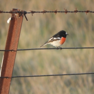 Petroica boodang (Scarlet Robin) at Murrumbateman, NSW - 9 May 2024 by SimoneC