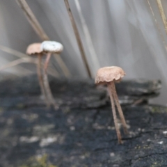 Marasmius at Hughes Grassy Woodland - 9 May 2024 by LisaH