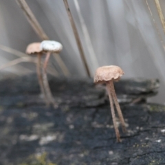 Unidentified Fungus at Red Hill to Yarralumla Creek - 9 May 2024 by LisaH