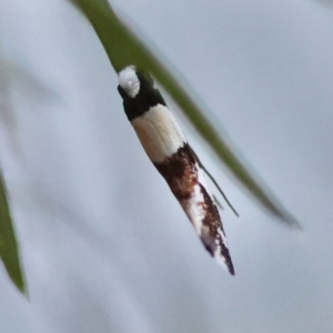 Monopis icterogastra at Hughes Grassy Woodland - 9 May 2024