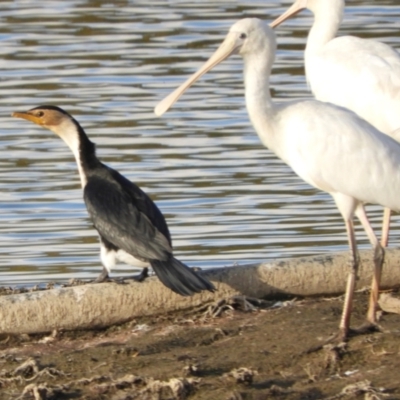 Microcarbo melanoleucos (Little Pied Cormorant) at Murrumbateman, NSW - 9 May 2024 by SimoneC