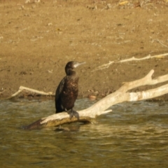 Phalacrocorax sulcirostris (Little Black Cormorant) at Murrumbateman, NSW - 9 May 2024 by SimoneC