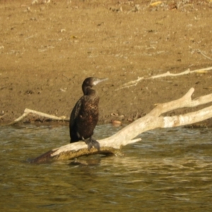 Phalacrocorax sulcirostris at Murrumbateman, NSW - 9 May 2024