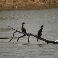 Phalacrocorax sulcirostris at Murrumbateman, NSW - 9 May 2024