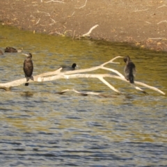 Phalacrocorax sulcirostris at Murrumbateman, NSW - 9 May 2024