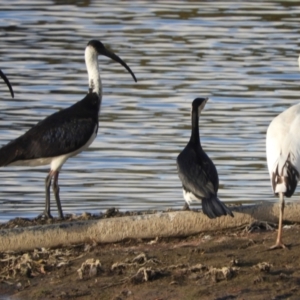 Threskiornis spinicollis at Murrumbateman, NSW - 9 May 2024