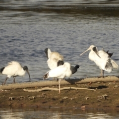 Threskiornis molucca (Australian White Ibis) at Murrumbateman, NSW - 9 May 2024 by SimoneC