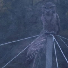 Podargus strigoides (Tawny Frogmouth) at Lyons, ACT - 9 May 2024 by ran452