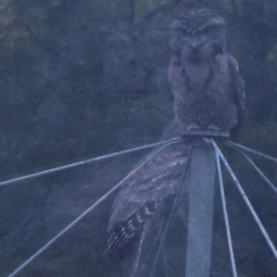 Podargus strigoides (Tawny Frogmouth) at Lyons, ACT - 9 May 2024 by ran452