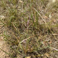 Eryngium ovinum (Blue Devil) at Hackett, ACT - 9 May 2024 by Avery