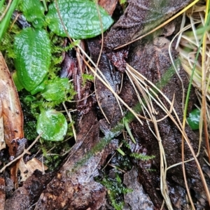 Pterostylis sp. at Namadgi National Park - 9 May 2024