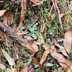 Corysanthes hispida (Bristly Helmet Orchid) at Namadgi National Park - 9 May 2024 by BethanyDunne