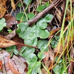 Corysanthes hispida at Namadgi National Park - suppressed