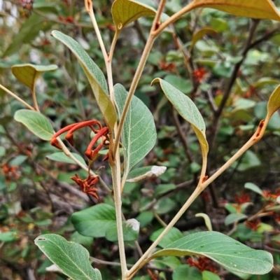 Grevillea oxyantha subsp. oxyantha (Kybean Grevillea) at Uriarra Village, ACT - 9 May 2024 by BethanyDunne