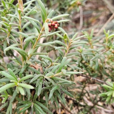 Grevillea lanigera (Woolly Grevillea) at Uriarra Village, ACT - 9 May 2024 by BethanyDunne