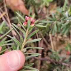 Grevillea lanigera at Namadgi National Park - 9 May 2024 12:01 PM