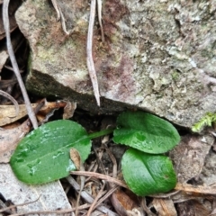 Pterostylis sp. (A Greenhood) at Uriarra Village, ACT - 9 May 2024 by BethanyDunne