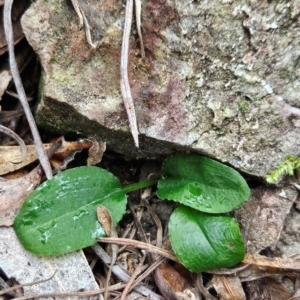 Pterostylis sp. at Namadgi National Park - suppressed