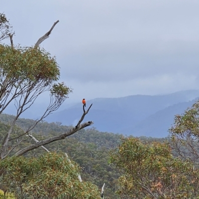 Petroica phoenicea (Flame Robin) at Namadgi National Park - 9 May 2024 by BethanyDunne