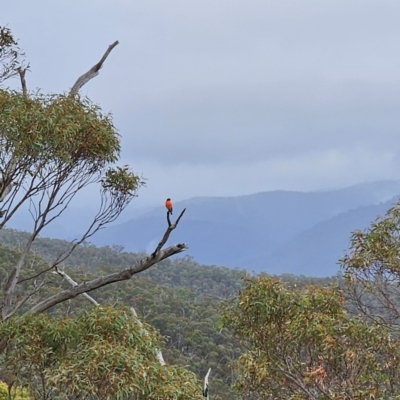 Petroica phoenicea (Flame Robin) at Namadgi National Park - 9 May 2024 by BethanyDunne