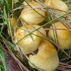 Unidentified Cap on a stem; gills below cap [mushrooms or mushroom-like] at Namadgi National Park - 9 May 2024 by HelenCross