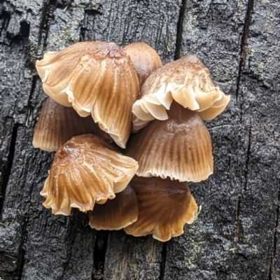 Unidentified Cap on a stem; gills below cap [mushrooms or mushroom-like] at Tennent, ACT - 9 May 2024 by HelenCross