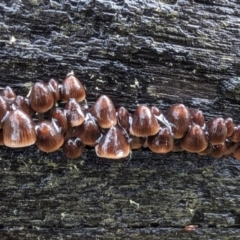 Mycena sp. (Mycena) at Tennent, ACT - 9 May 2024 by HelenCross