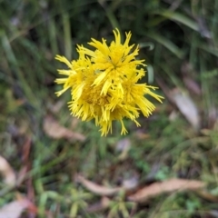 Podolepis hieracioides at Tennent, ACT - 9 May 2024 by HelenCross