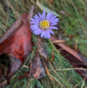 Brachyscome sp. at Namadgi National Park - 9 May 2024 12:07 PM