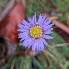 Brachyscome sp. at Namadgi National Park - 9 May 2024 12:07 PM