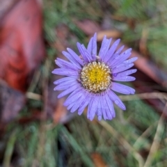 Brachyscome sp. at Namadgi National Park - 9 May 2024 12:07 PM