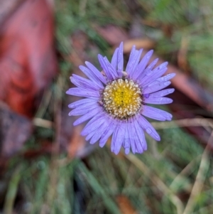 Brachyscome sp. at Namadgi National Park - 9 May 2024 12:07 PM