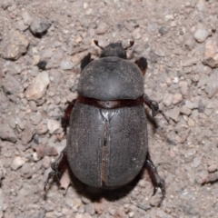 Dynastinae (subfamily) (Unidentified rhinoceros or elephant beetle) at Tidbinbilla Nature Reserve - 8 May 2024 by TimL