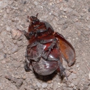 Dynastinae (subfamily) at Tidbinbilla Nature Reserve - 8 May 2024 12:14 PM