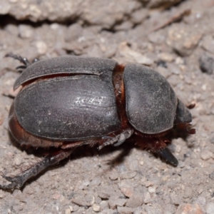 Dynastinae (subfamily) at Tidbinbilla Nature Reserve - 8 May 2024 12:14 PM