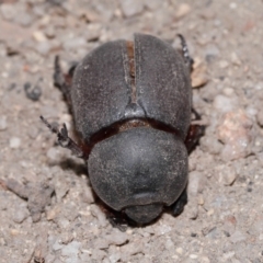 Dynastinae (subfamily) at Tidbinbilla Nature Reserve - 8 May 2024 12:14 PM