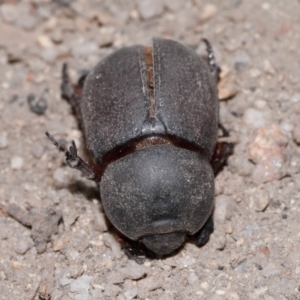 Dynastinae (subfamily) at Tidbinbilla Nature Reserve - 8 May 2024 12:14 PM