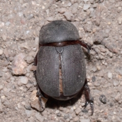 Dynastinae (subfamily) at Tidbinbilla Nature Reserve - 8 May 2024 12:14 PM