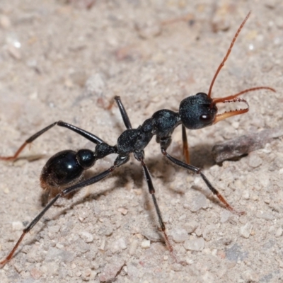 Myrmecia tarsata (Bull ant or Bulldog ant) at Tidbinbilla Nature Reserve - 8 May 2024 by TimL