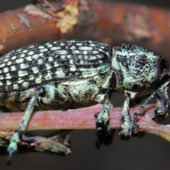 Chrysolopus spectabilis (Botany Bay Weevil) at Kambah, ACT - 8 May 2024 by TimL