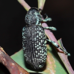 Chrysolopus spectabilis at Tidbinbilla Nature Reserve - 8 May 2024 01:10 PM