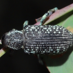 Chrysolopus spectabilis at Tidbinbilla Nature Reserve - 8 May 2024 01:10 PM