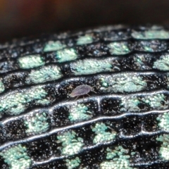Unverified Other Arthropod at Tidbinbilla Nature Reserve - 8 May 2024 by TimL