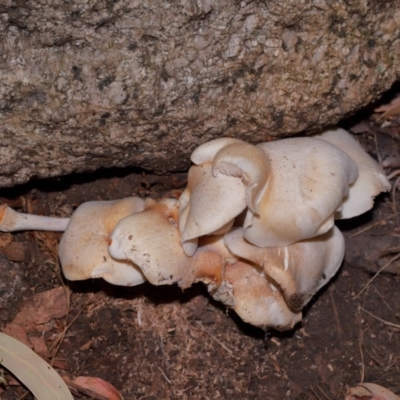 Unidentified Cap on a stem; gills below cap [mushrooms or mushroom-like] at Kambah, ACT - 8 May 2024 by TimL