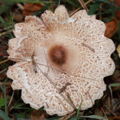 Macrolepiota clelandii (Macrolepiota clelandii) at National Arboretum Forests - 7 May 2024 by TimL