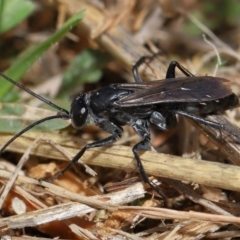 Pompilidae (family) at National Arboretum Forests - 3 May 2024 01:57 PM