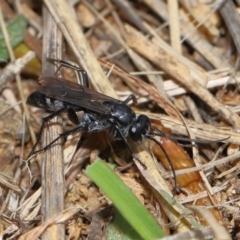 Pompilidae (family) at National Arboretum Forests - 3 May 2024 01:57 PM